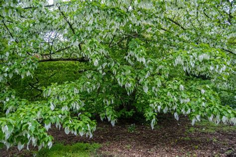 handkerchief lv|handkerchief tree.